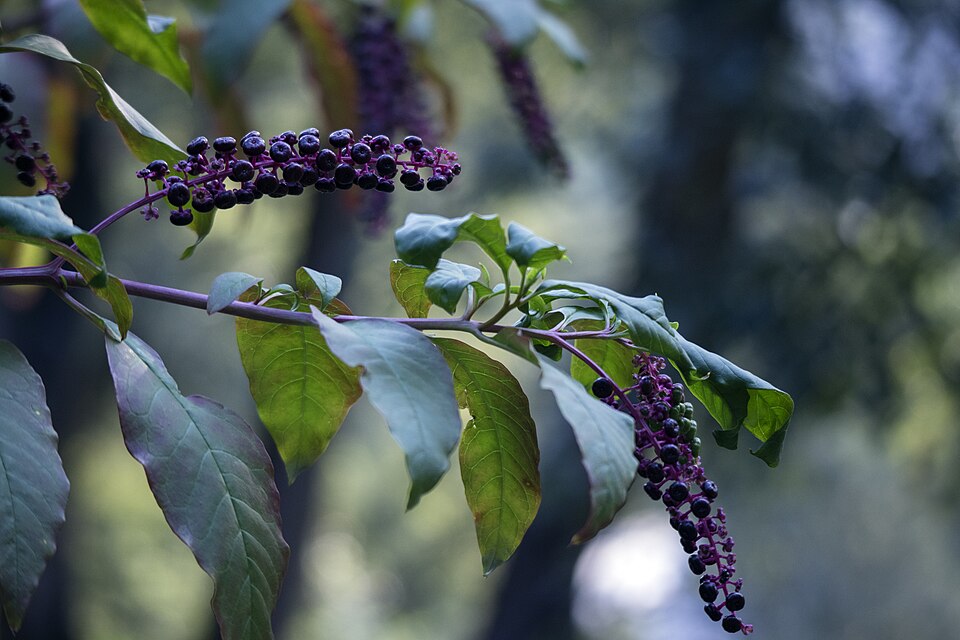 Phytolacca (Pokeweeds) (alternate view 3)