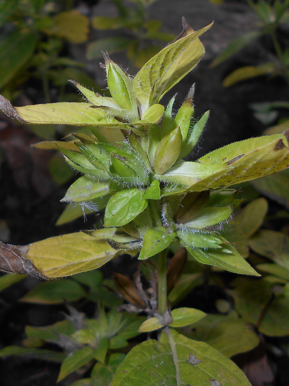 Ruellia strepens (smooth ruellia)