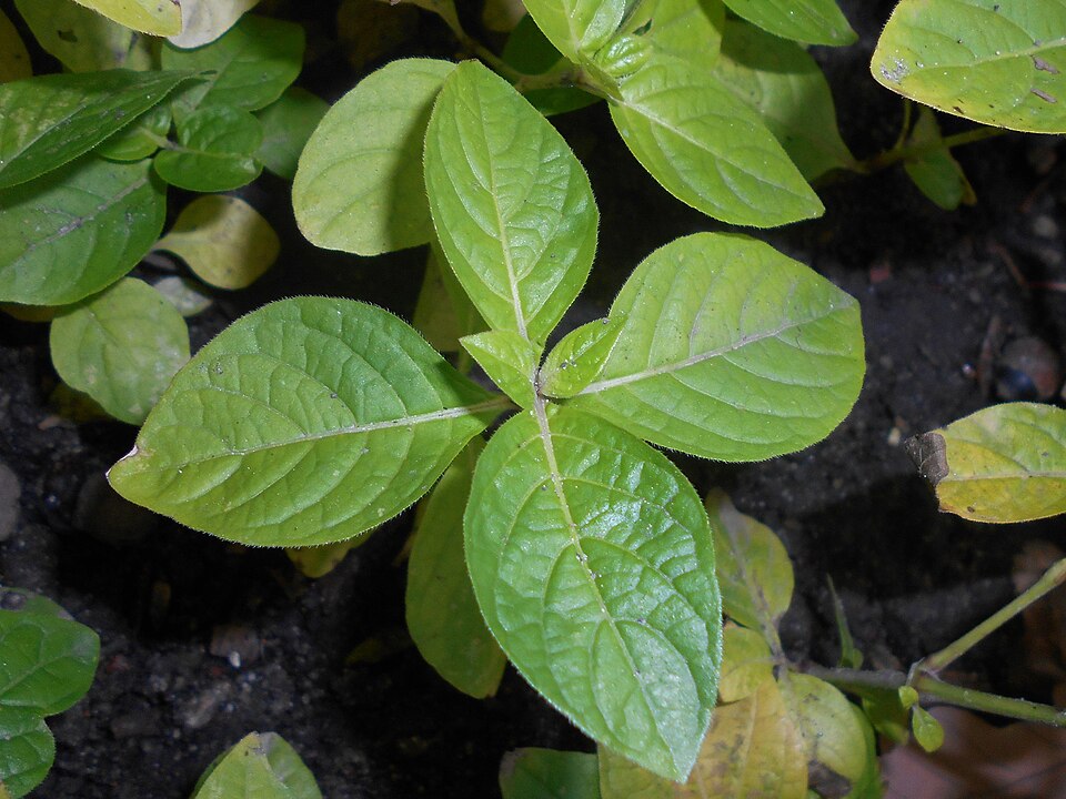 Ruellia strepens (smooth ruellia) (alternate view 2)