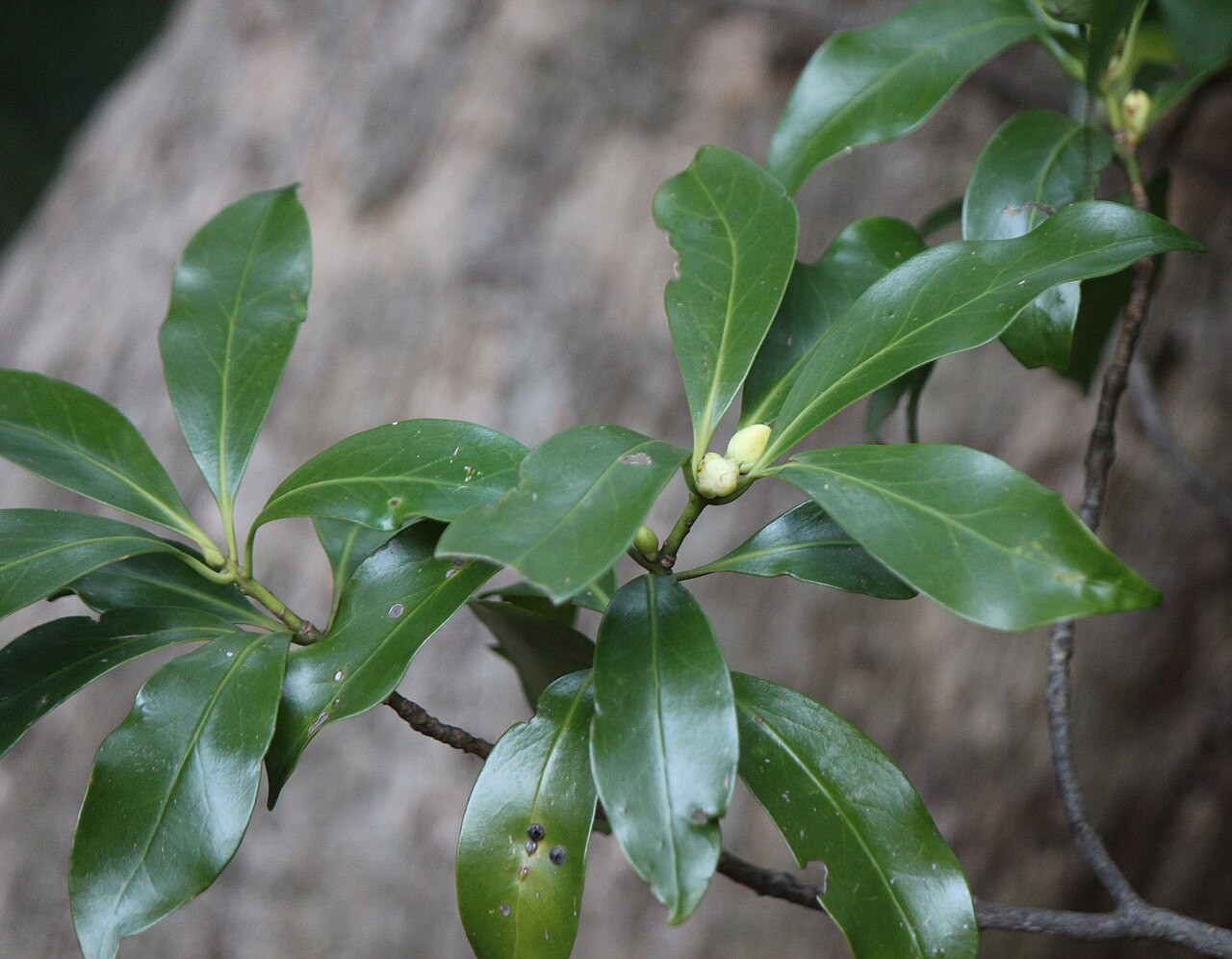 Illicium anisatum, Japanese star anise — upright evergreen (Schisandraceae) (image 4 of 10)