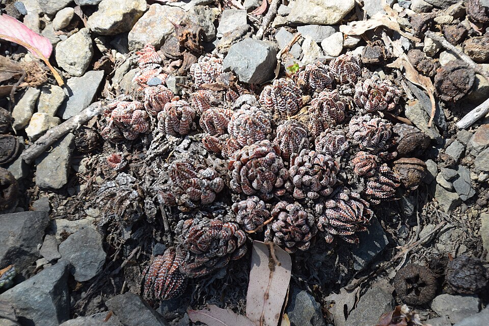 Haworthiopsis (Sixsided Haworthias) (alternate view 3)