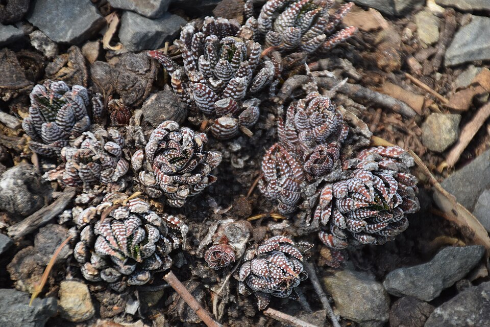 Haworthiopsis (Sixsided Haworthias) (alternate view 4)