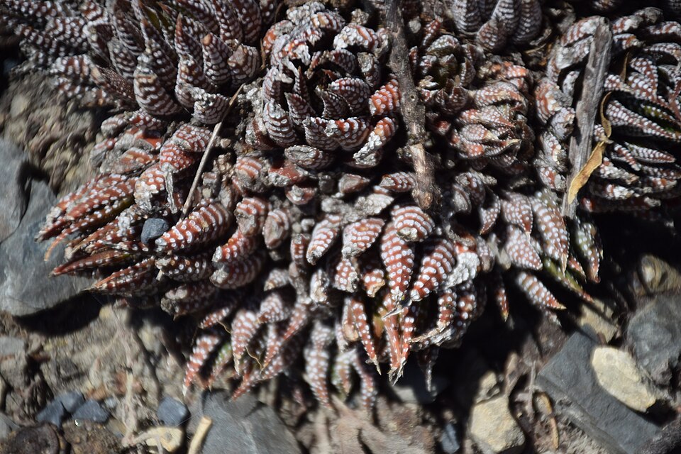 Haworthiopsis (Sixsided Haworthias) (alternate view 5)