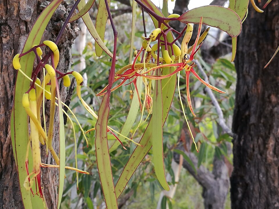 Muellerina eucalyptoides (creeping mistletoe) (alternate view 4)