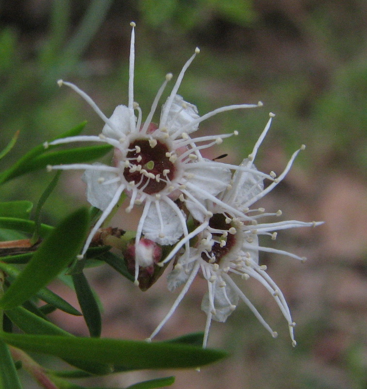 Kunzea leptospermoides (Yarra burgan) (alternate view 6)
