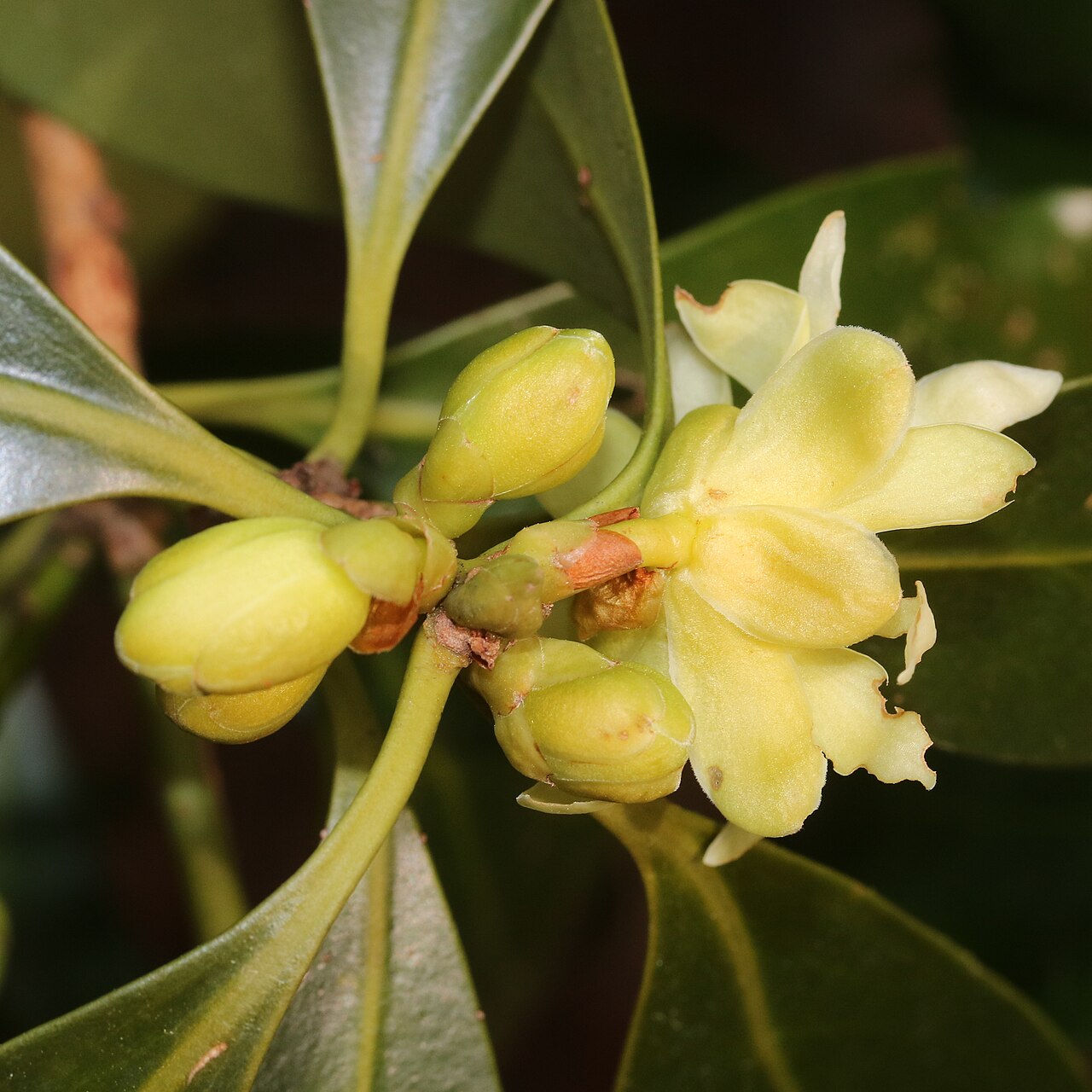 Illicium anisatum, Japanese star anise — upright evergreen (Schisandraceae) (image 5 of 10)