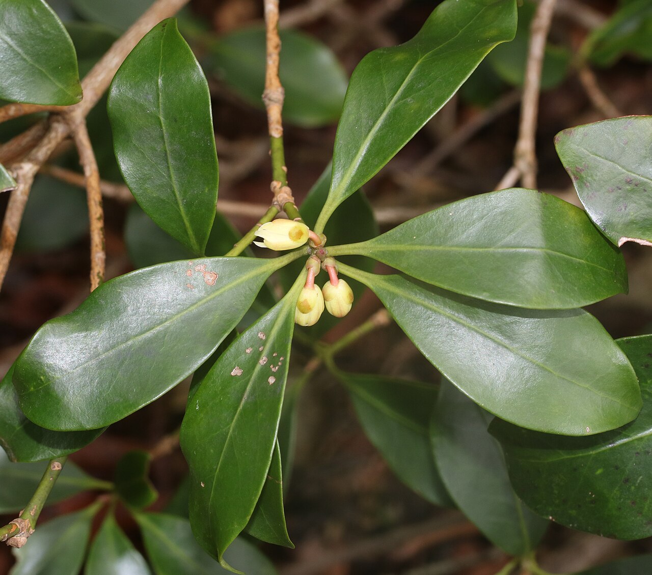 Illicium anisatum, Japanese star anise — upright evergreen (Schisandraceae) (image 6 of 10)
