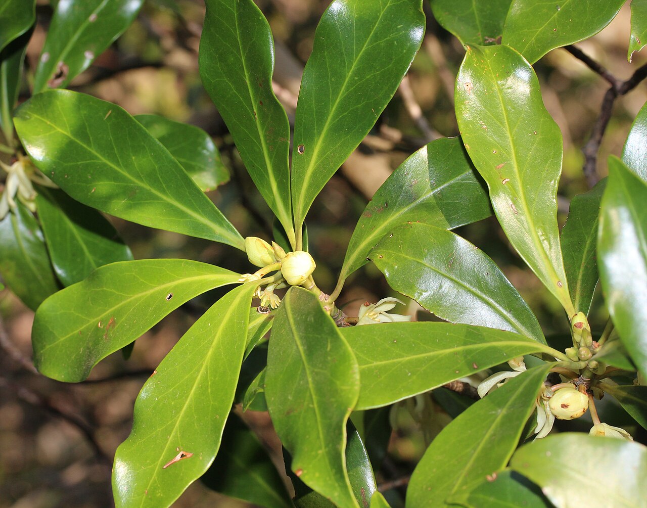 Illicium anisatum, Japanese star anise — upright evergreen (Schisandraceae) (image 7 of 10)