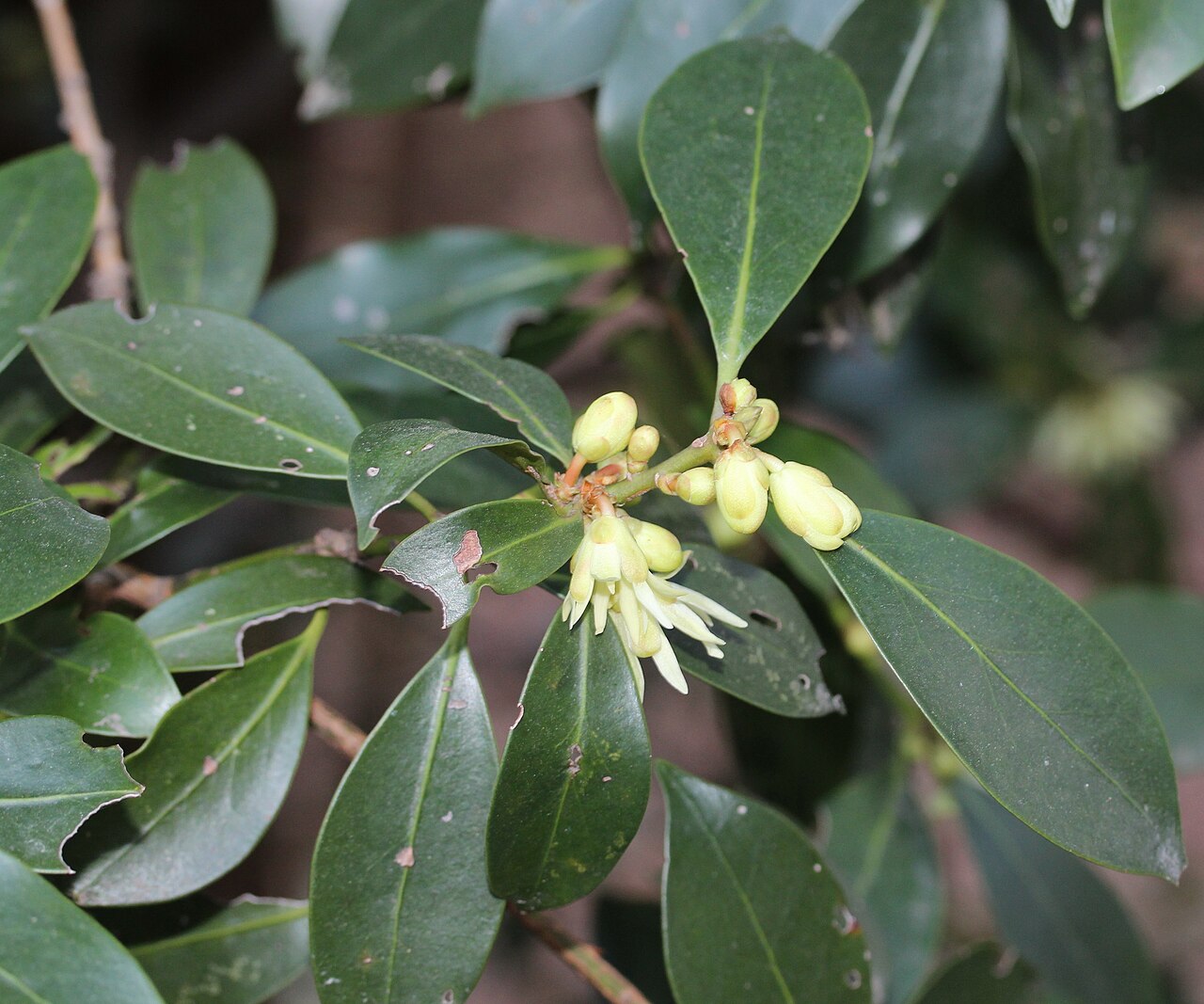 Illicium anisatum, Japanese star anise — upright evergreen (Schisandraceae) (image 8 of 10)