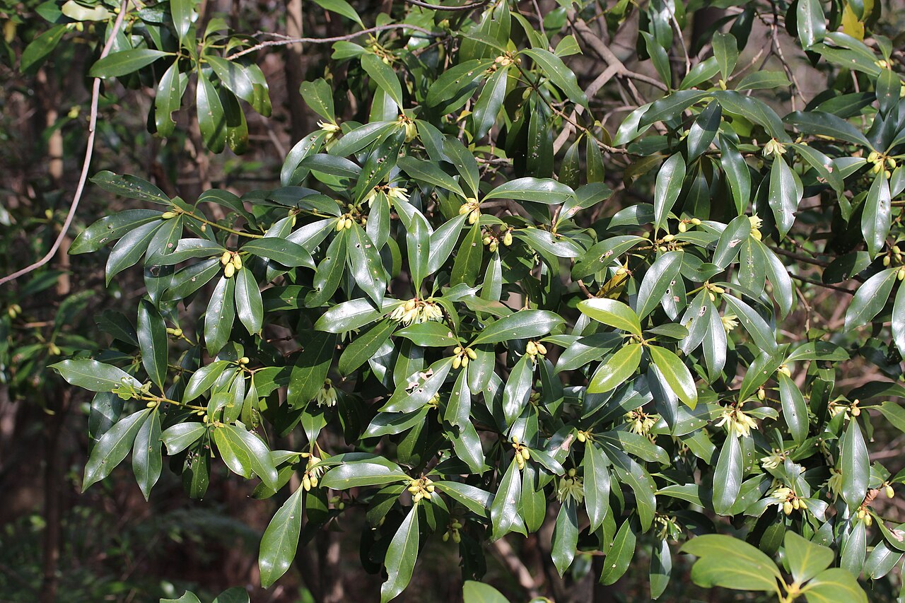 Illicium anisatum, Japanese star anise — upright evergreen (Schisandraceae) (image 9 of 10)