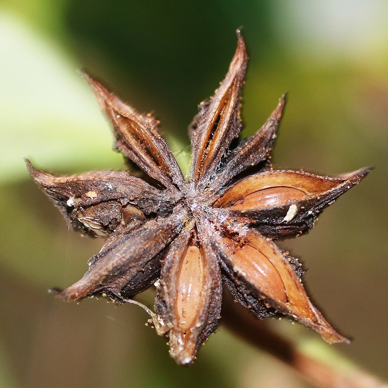 Illicium anisatum, Japanese star anise — upright evergreen (Schisandraceae) (image 10 of 10)