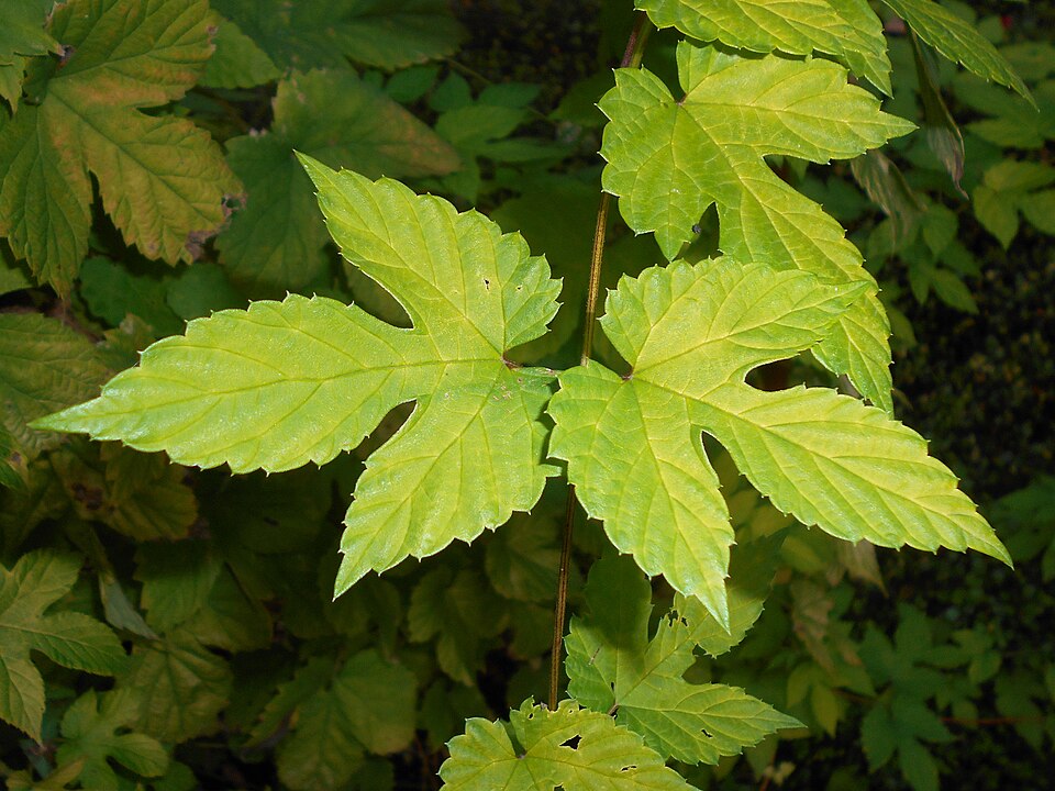 Humulus lupulus 'Aureus' (Golden Hop) (alternate view 3)
