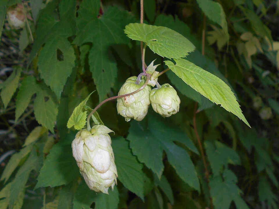 Humulus lupulus 'Aureus' (Golden Hop) (alternate view 4)