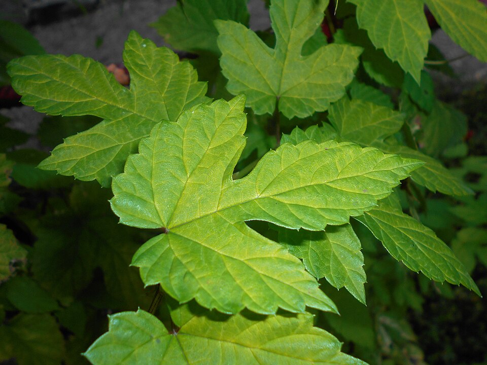 Humulus lupulus 'Aureus' (Golden Hop) (alternate view 5)