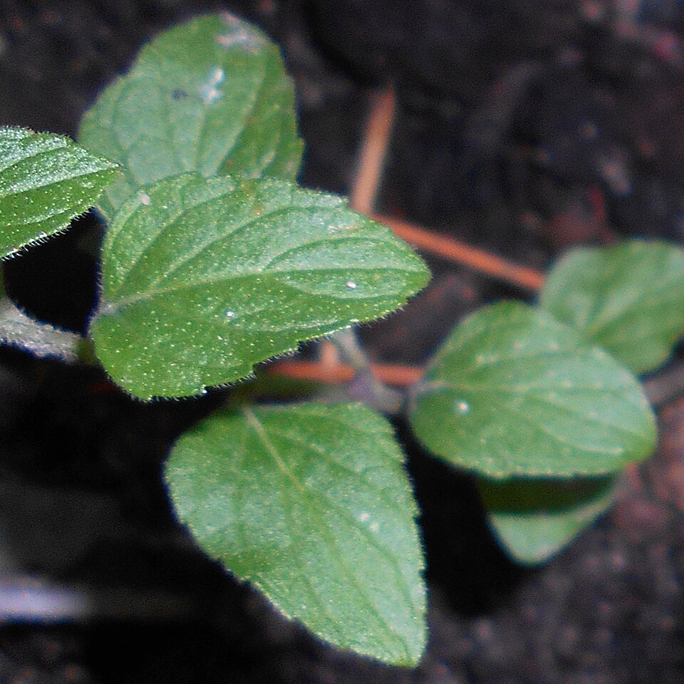 Clinopodium (Calamints) (alternate view 2)