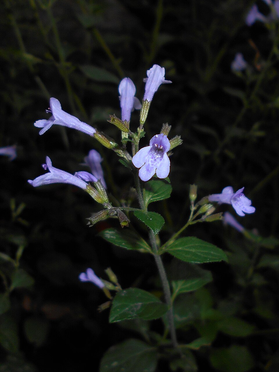 Clinopodium (Calamints) (alternate view 3)