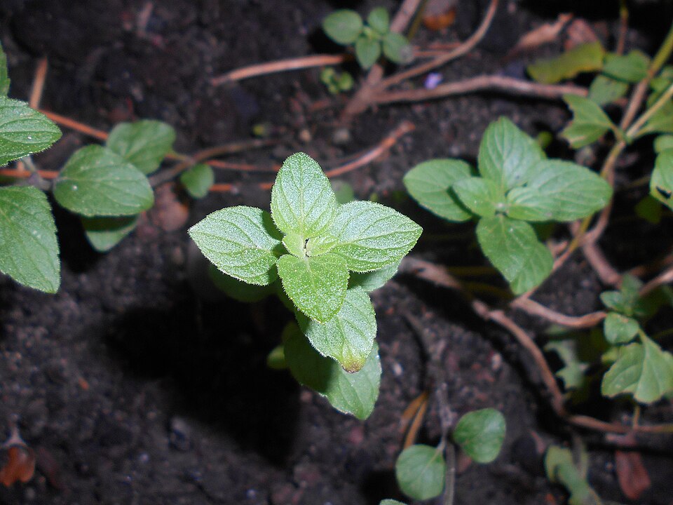 Clinopodium (Calamints) (alternate view 4)