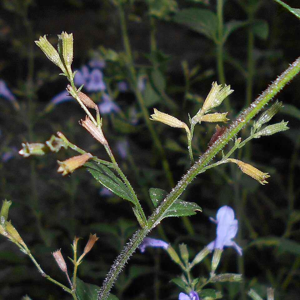 Clinopodium (Calamints) (alternate view 5)
