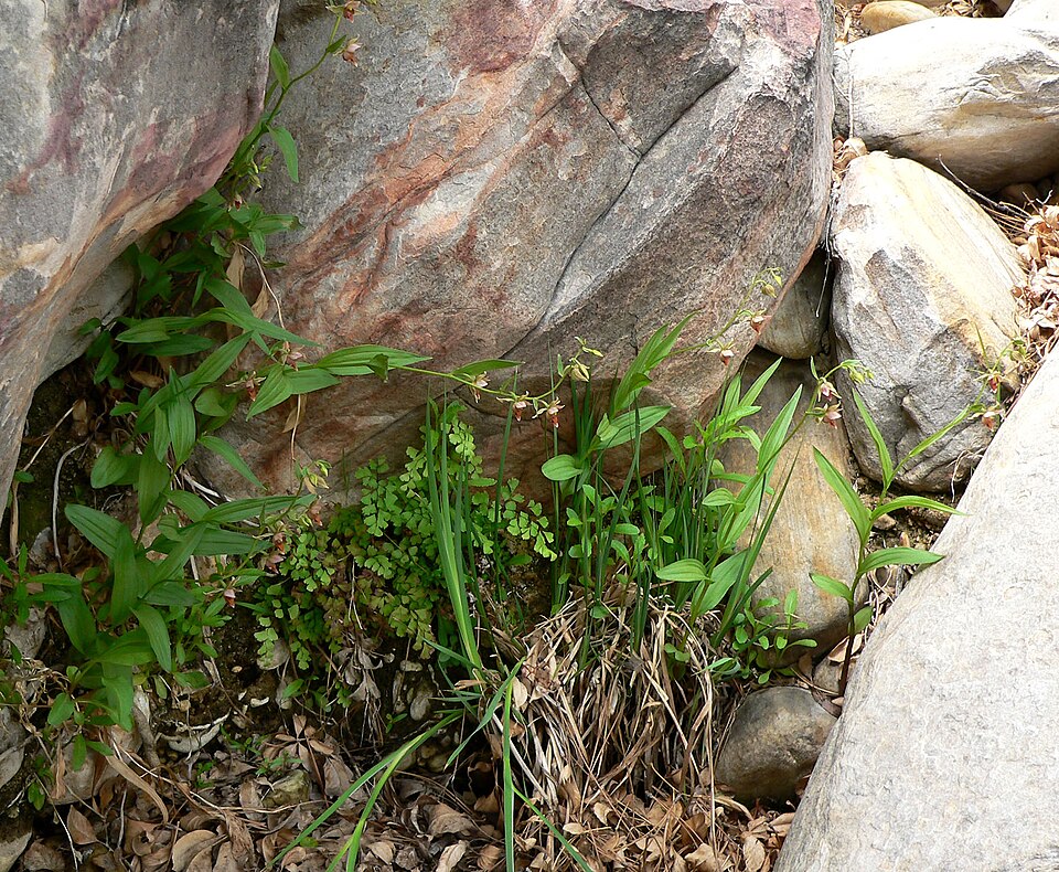 Epipactis gigantea (Stream Orchid) (alternate view 6)
