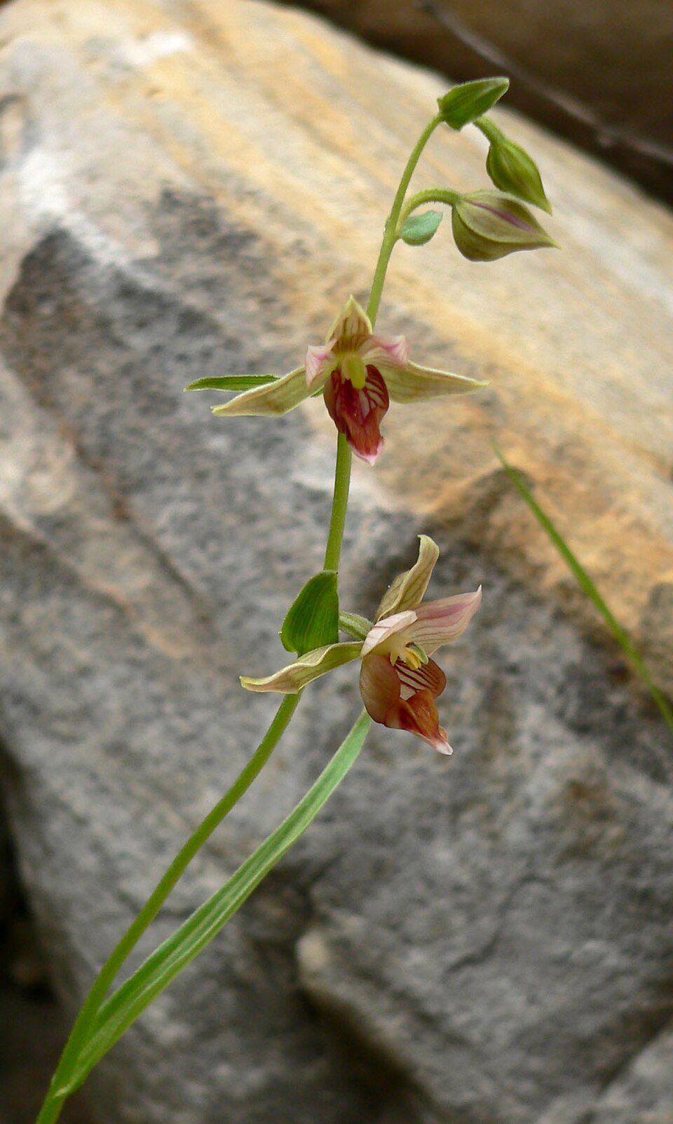 Epipactis gigantea (Stream Orchid) (alternate view 7)