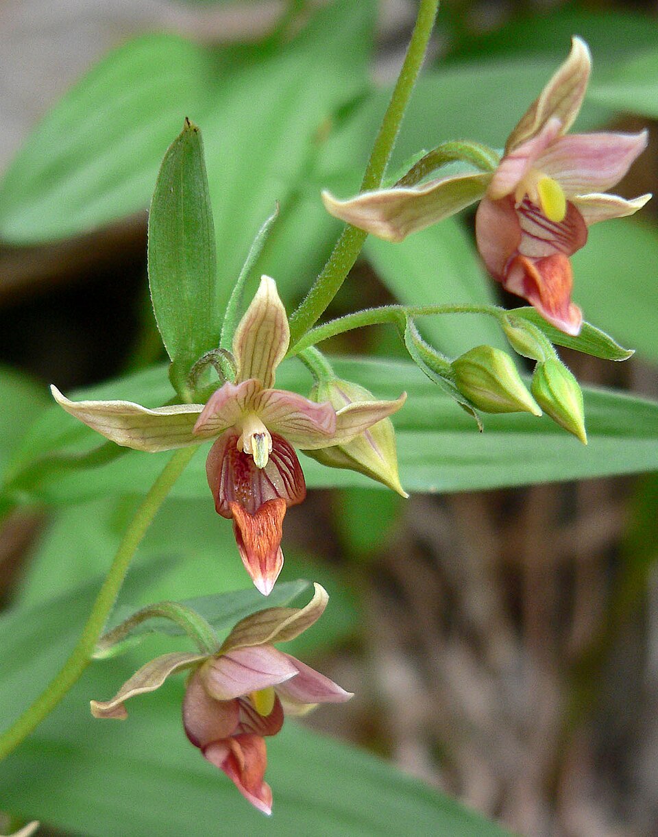 Epipactis gigantea (Stream Orchid) (alternate view 8)