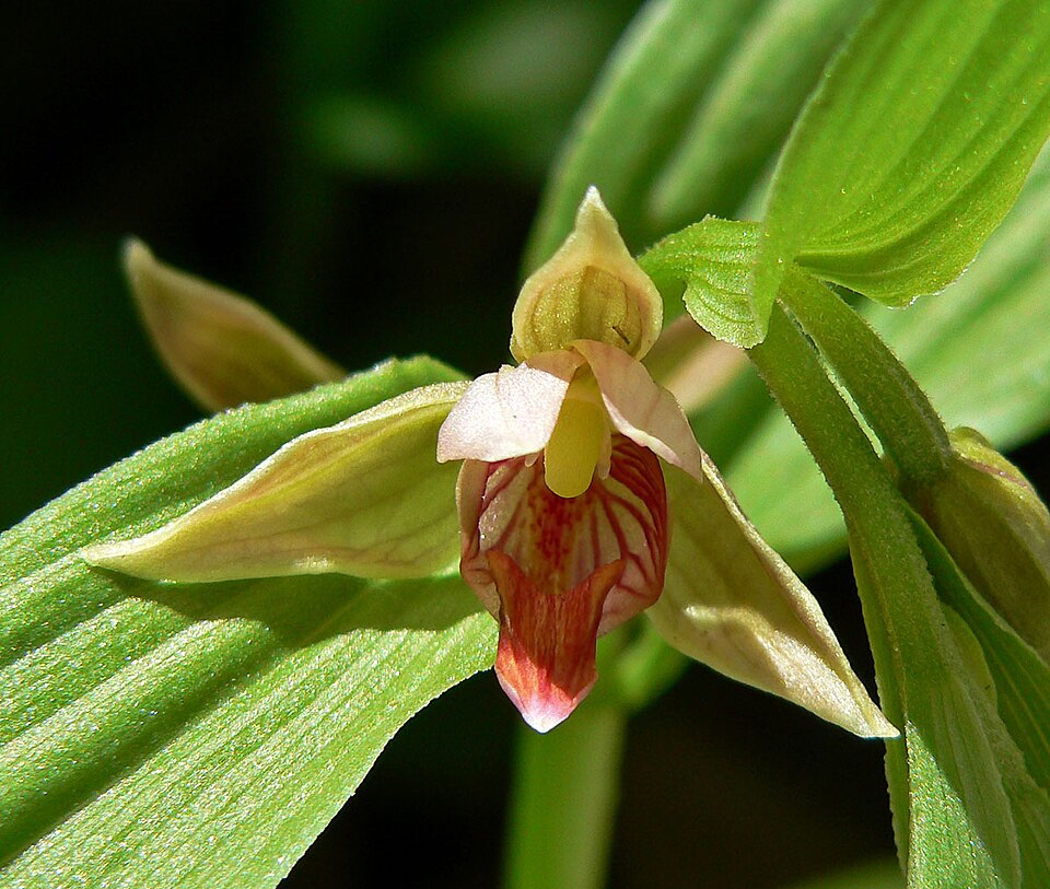 Epipactis gigantea (Stream Orchid) (alternate view 9)