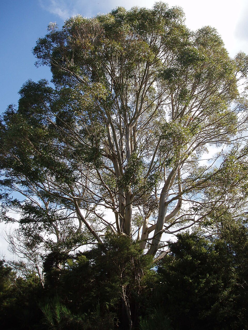 Eucalyptus viminalis (manna gum) (alternate view 5)