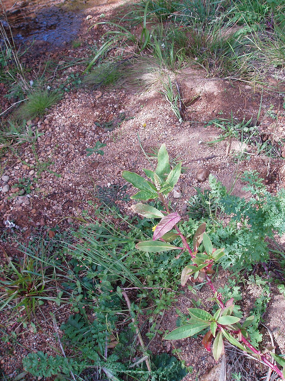 Phytolacca octandra (Inkweed) (alternate view 8)