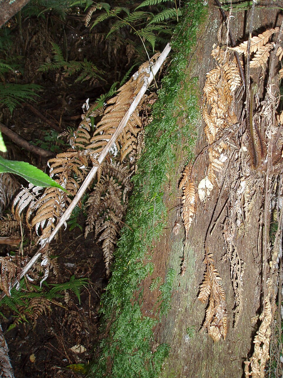 Trichomanes venosum (veined bristle-fern) (alternate view 6)