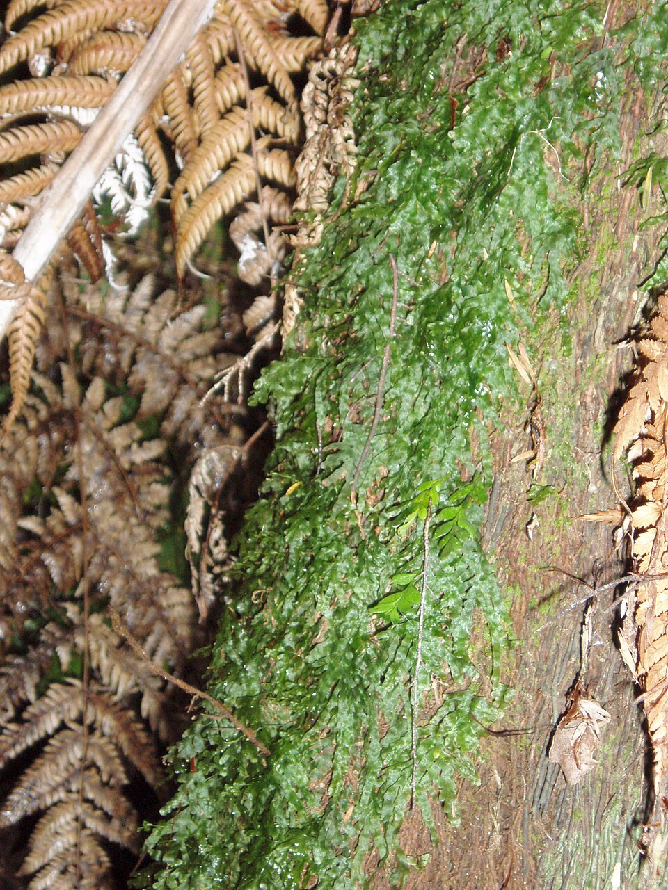 Trichomanes venosum (veined bristle-fern) (alternate view 7)