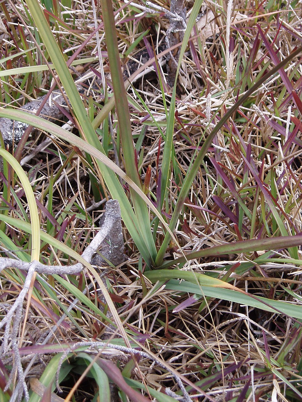 Sporobolus alterniflorus (Saltmarsh Cordgrass) (alternate view 10)