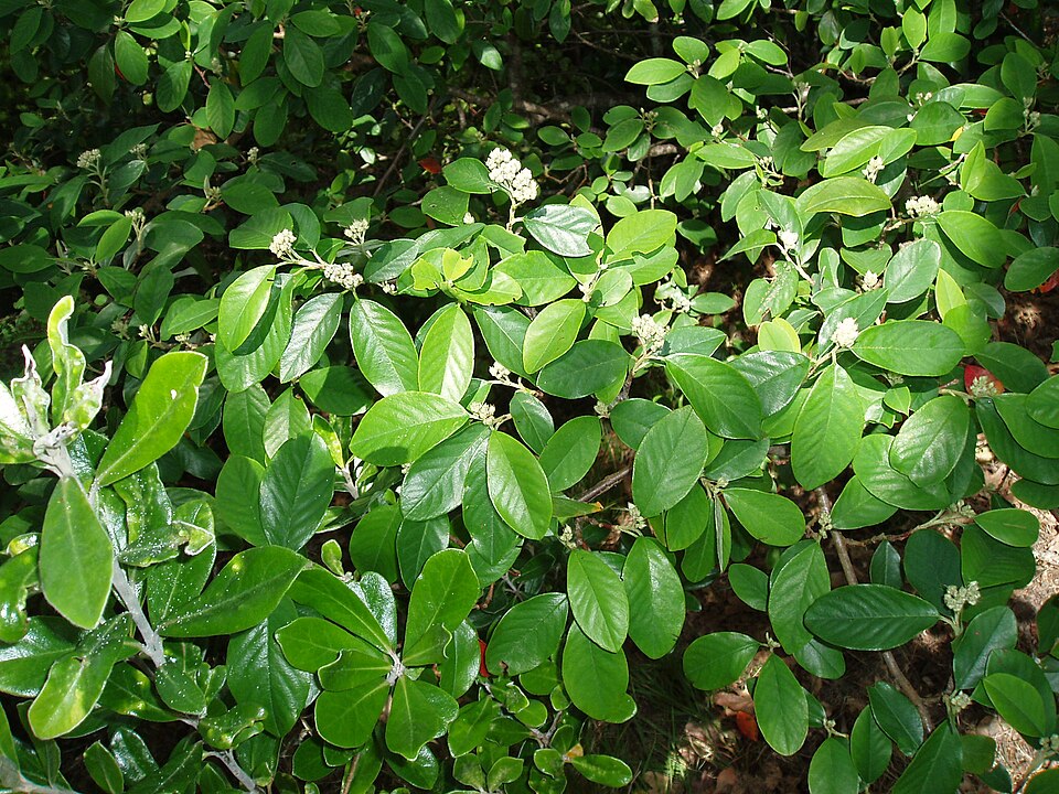 Cotoneaster glaucophyllus (Bright bead cotoneaster) (alternate view 9)
