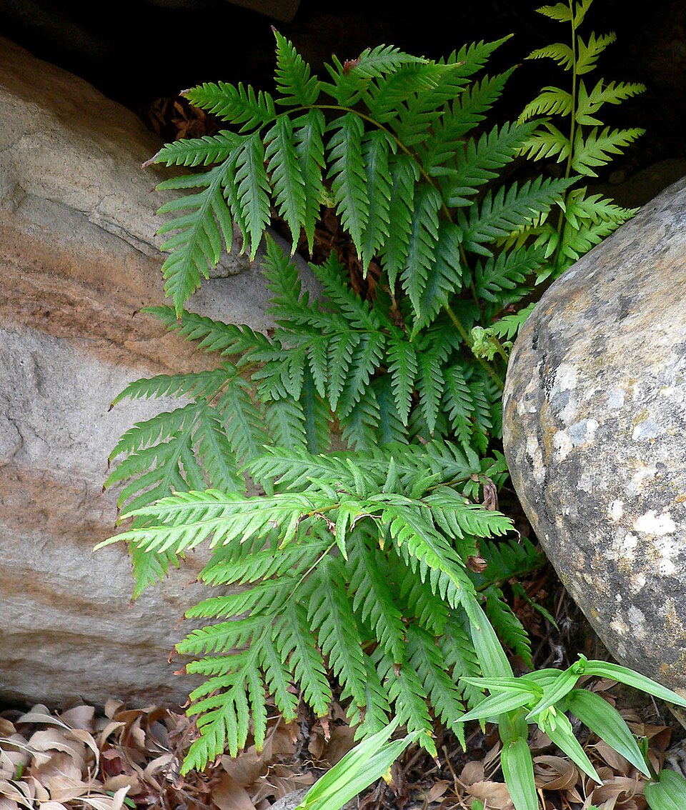 Woodwardia fimbriata (Giant Chain Fern) (alternate view 7)