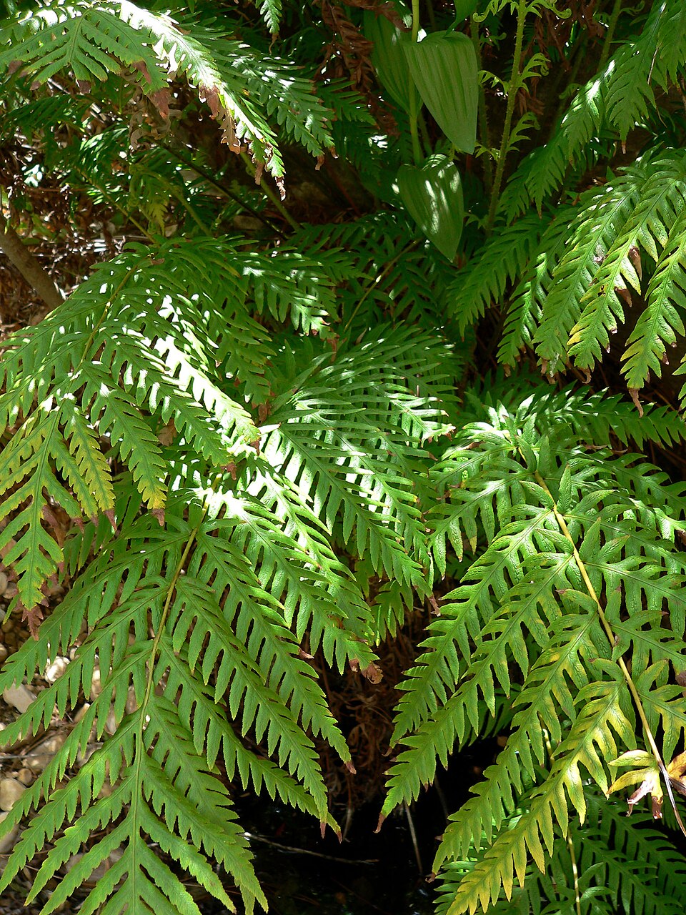 Woodwardia fimbriata (Giant Chain Fern) (alternate view 8)