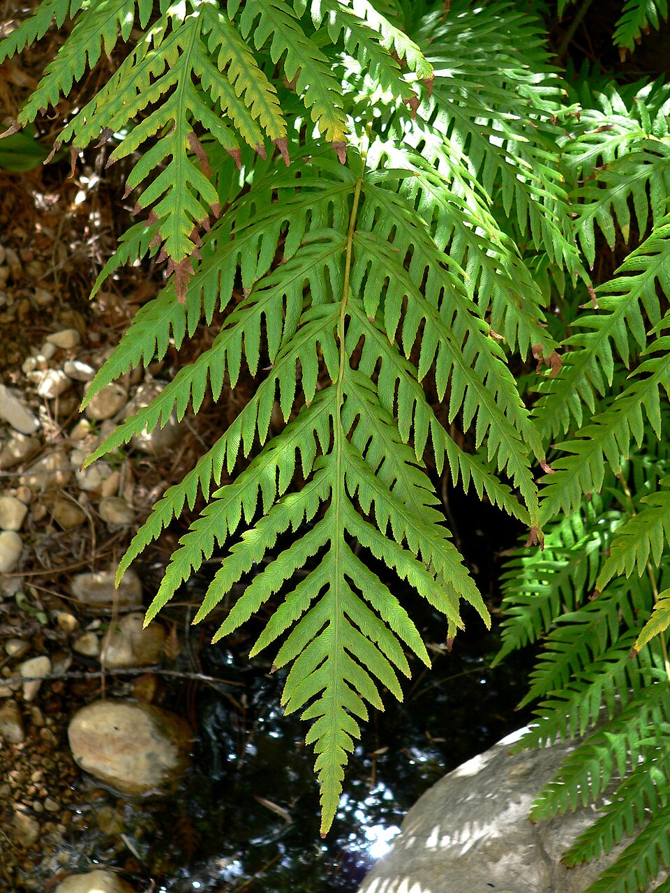 Woodwardia fimbriata (Giant Chain Fern) (alternate view 9)