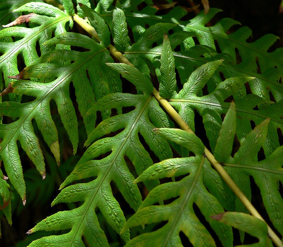 Woodwardia fimbriata (Giant Chain Fern) (alternate view 10)