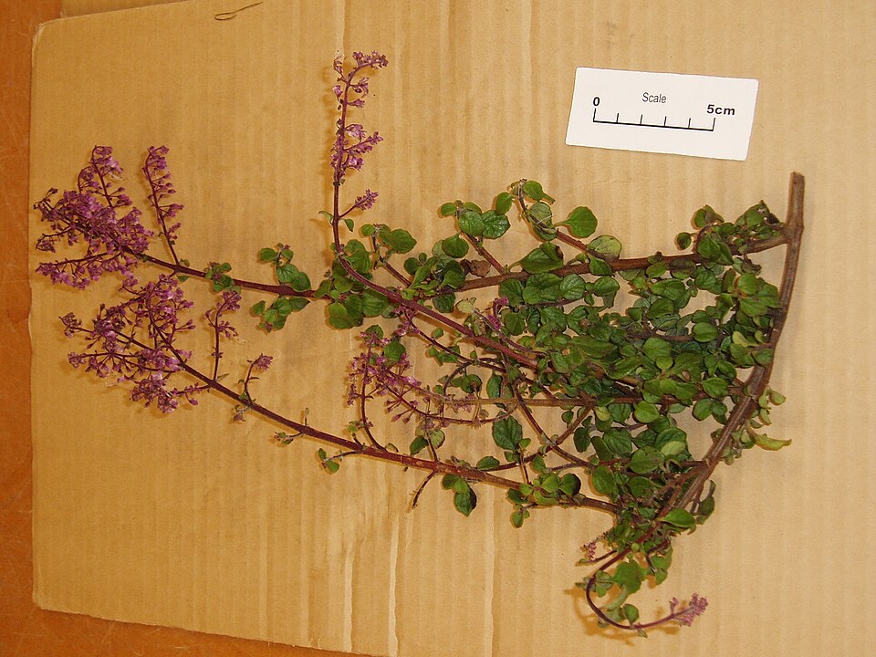 Plectranthus (spurflowers) (alternate view 2)