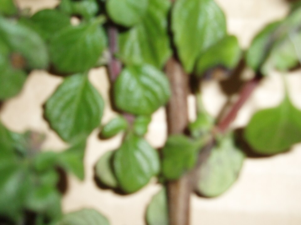 Plectranthus (spurflowers) (alternate view 3)