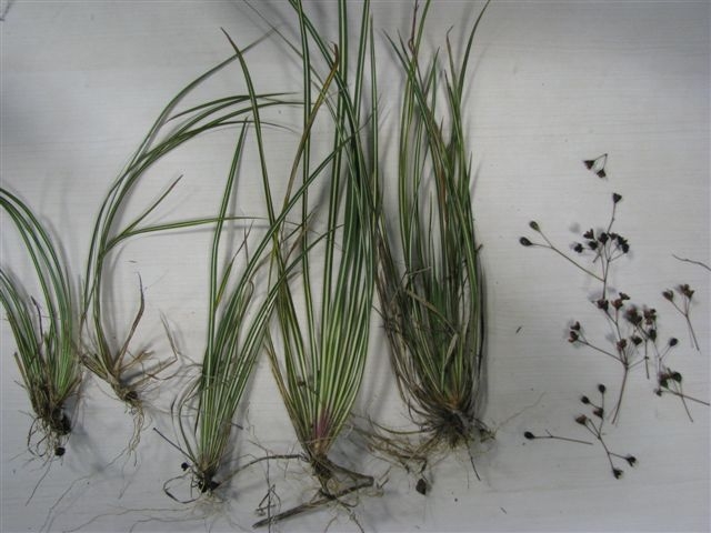 Libertia grandiflora (alternate view 10)