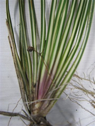 Libertia grandiflora (alternate view 11)