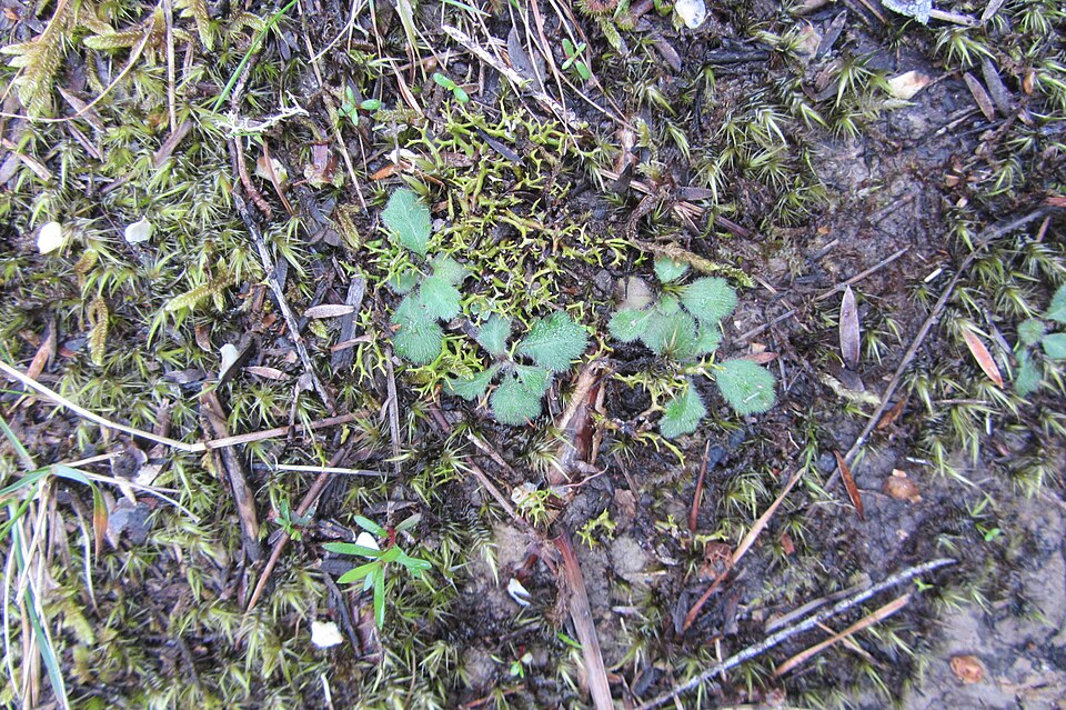 Lagenophora sublyrata (slender bottle-daisy)