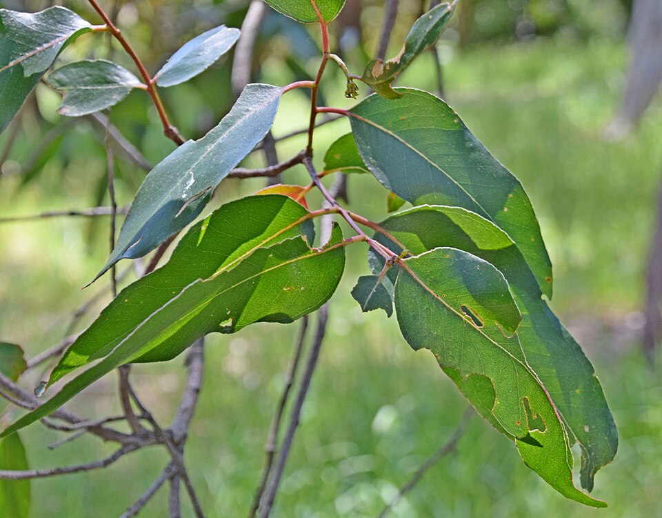 Eucalyptus cypellocarpa (mountain grey gum) (alternate view 9)