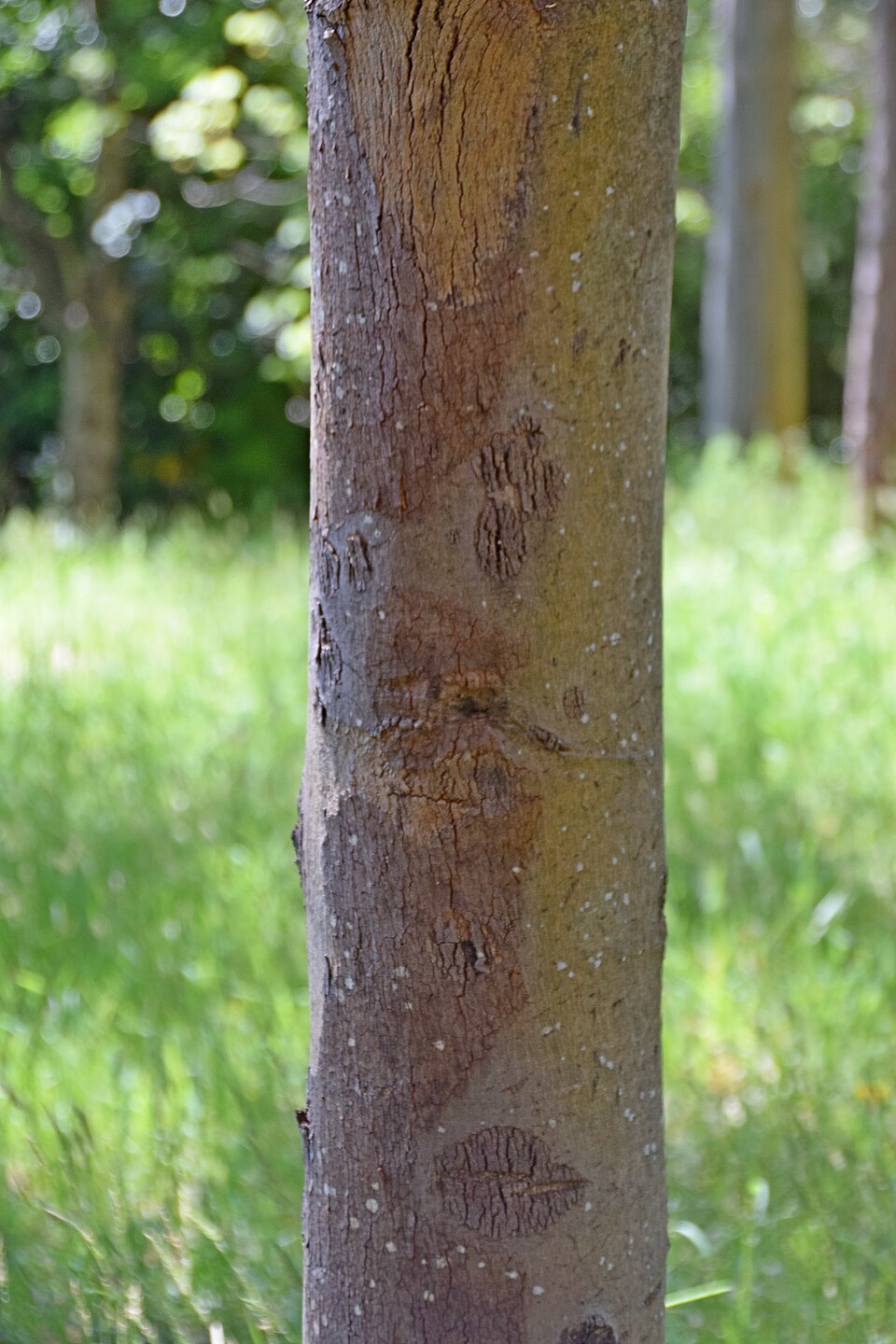 Eucalyptus cypellocarpa (mountain grey gum) (alternate view 10)