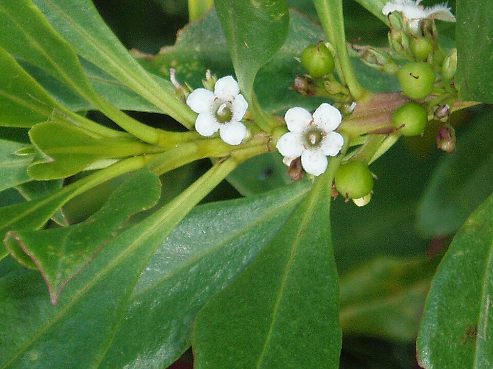 Myoporum insulare (common boobialla) (alternate view 2)