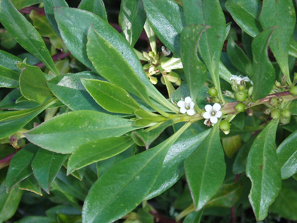 Myoporum insulare (common boobialla) (alternate view 3)