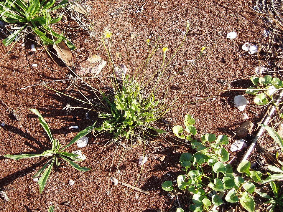 Leontodon saxatilis (Hairy Hawkbit)