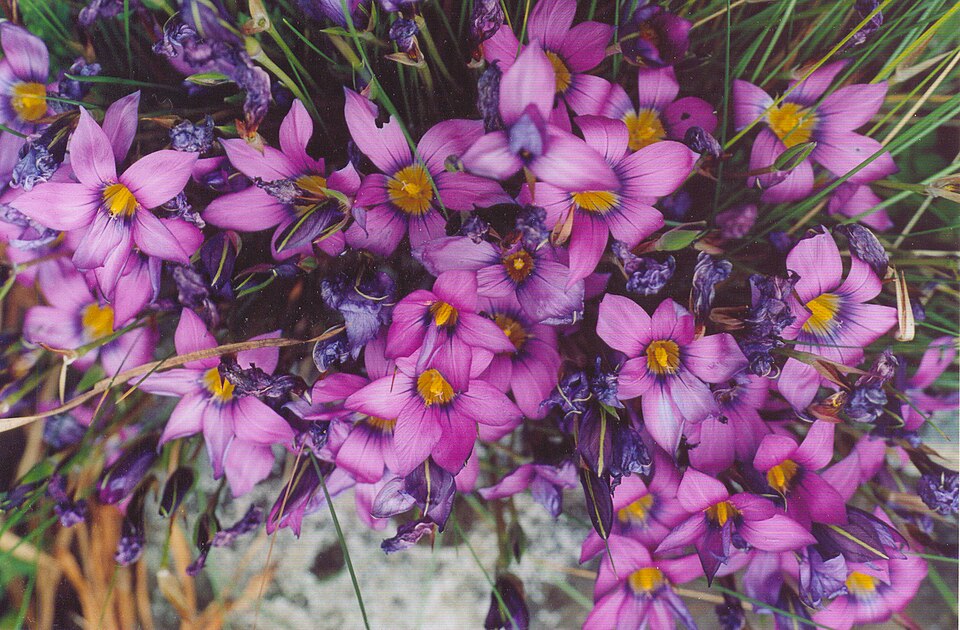 Romulea (Froetangs)
