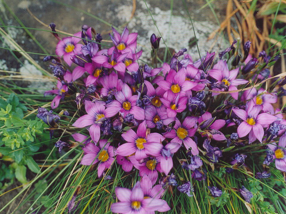 Romulea (Froetangs) (alternate view 2)