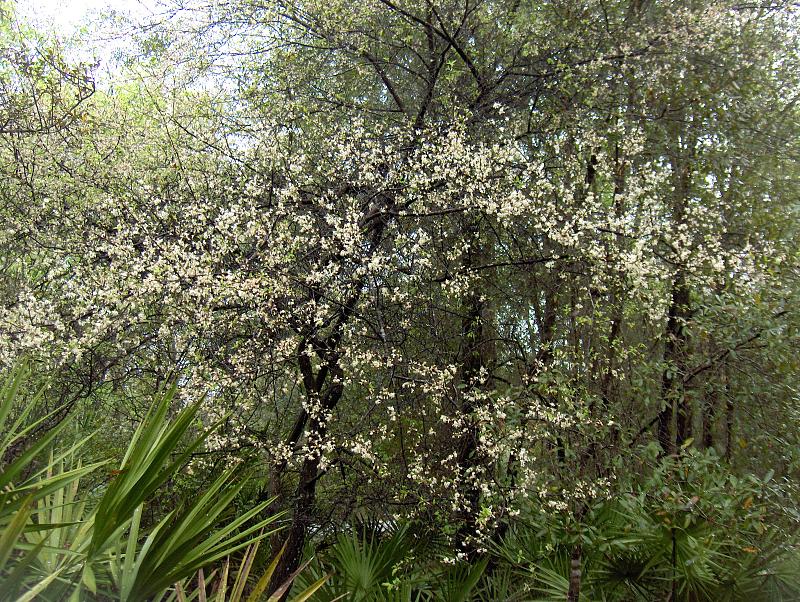 Prunus americana (American plum) (alternate view 6)