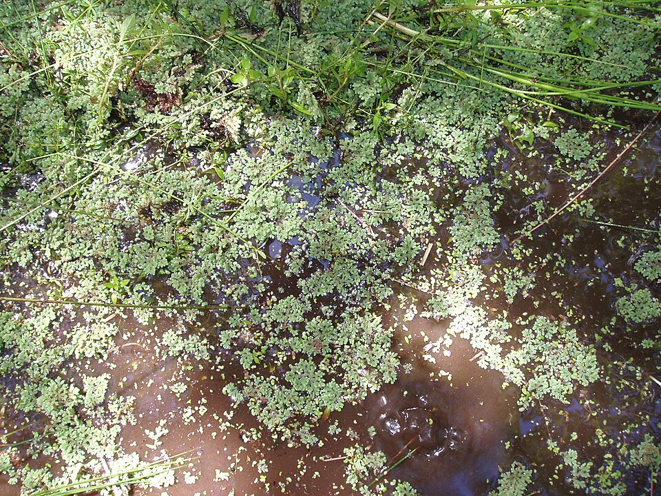 Azolla rubra (Red Azolla) (alternate view 6)